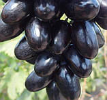 Новинка! Виноград "Алвіка" (Українська селекція, грона більше 1 кг.), фото 2