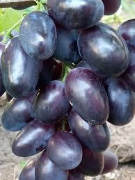 Новинка! Виноград "Алвіка" (Українська селекція, грона більше 1 кг.), фото 1