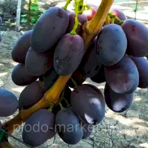 PlodoMarket–Саджанцідеревтакущіввідрозсадника