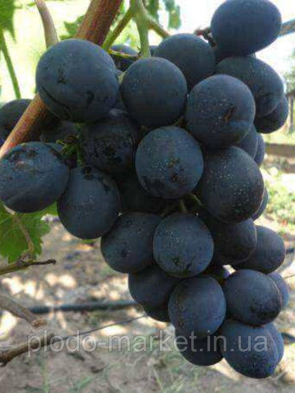 Виноград Кіш-миш Літній Королівський (безнасінний американський сорт), фото 1
