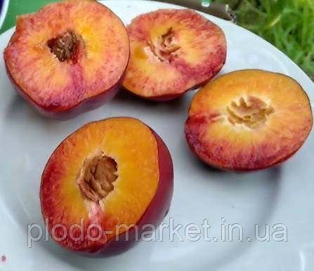 Новинка! Нектарин "Стар Мей" (дає багатий урожай і в півтіні), фото 1