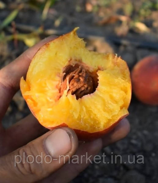 Персик "Даймонд принцес" (плоди можуть лежати до 2-3 тижнів), фото 1