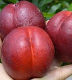 Персик "Річ Мей" (ультра ранній сорт персика), фото 2