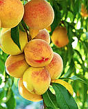 Персик "Фрост" (сорт скороплідний, переносить морози до -30 градусів), фото 2