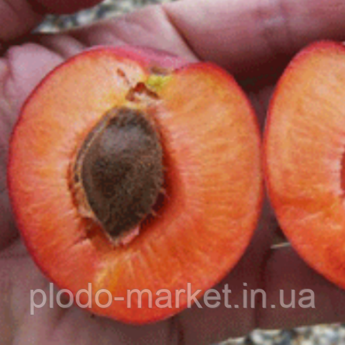 Гібрид слива+персик "Північне сяйво" (має приємний освіжаючий смак), фото 1