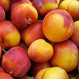 Новинка! Слива рожево-червона "Персикова" (м'якоть - ніжна, соковита), фото 2