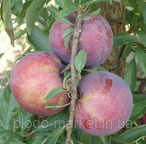 Слива диплоїдна "Кримсон Гло" (новий американський сорт), фото 1