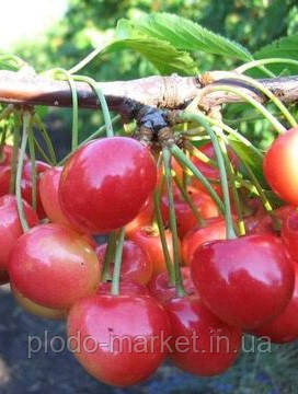 Новинка! Черешня "Джерело" (селекція Артемівської дослідної станції), фото 1