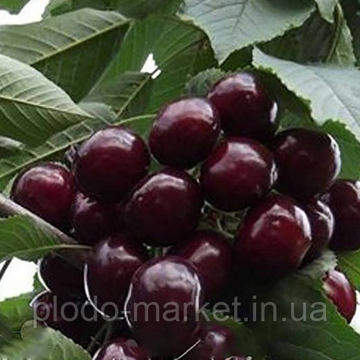 Новинка! Черевишня "Слов'янка" (гібрид черешня+вишня), фото 1