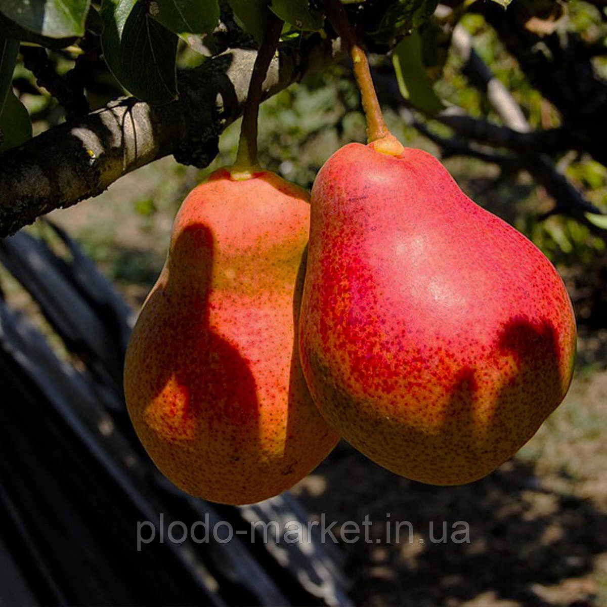 Груша "Генерал Тотлебен" (карликовий сорт, плоди до 500 гр), фото 1