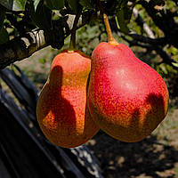 Груша "Генерал Тотлебен" (карликовий сорт, плоди до 500 гр)