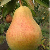 Груша "Стрийська" (сорт з чудовим мигдалевим ароматом)