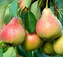 Груша "Давид" (новий німецький сорт)