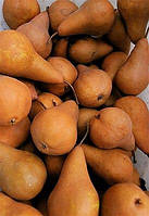 Груша пірамідальна "Бере люка" (не потребує спеціального догляду)