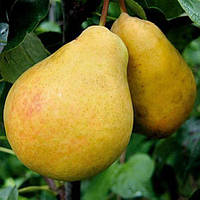 Груша "Далісан" (промисловий французький сорт)