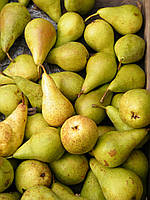 Груша "Конкорд" (сорт англійської селекції з дуже важкими плодами)