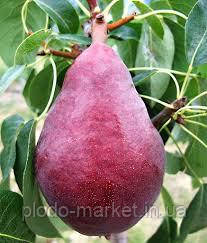 Груша "Ред Фаворитка" (американський сорт, дозріває у серпні), фото 1