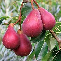 Груша "Старкримсон" (не високі дерева, компактна крона)