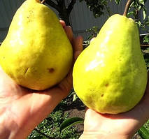 Груша "Сілк Кінг" (це ранній і дуже врожайний сорт груш)