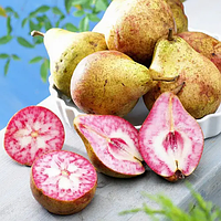 Груша червоном'яса "Блютберн" (це одна з найцікавіших новинок)