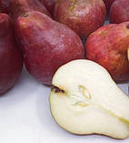 Новинка! Груша "Ред Сенсейшн" (ранньо-осінній сорт, канадської селекції), фото 2