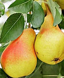 Груша "Пектораль" (ранній сорт, який дає багато смачних та соковитих плодів), фото 2