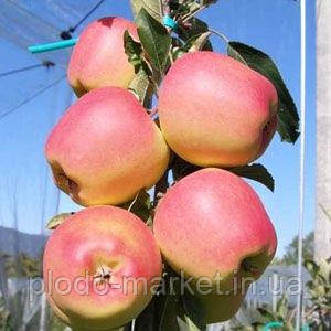 Новинка! Саджанці Яблунь "Голден Парсі да Роса" (сорт більш стійкий до захворювань), фото 1