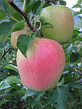 Новинка! Саджанці Яблунь "Голден Парсі да Роса" (сорт більш стійкий до захворювань), фото 3