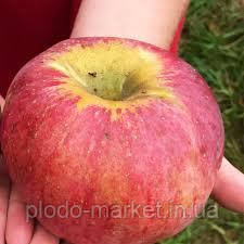 Новинка! Яблуня "Секаї ши" (японський сорт, найкрупніший сорт у світі), фото 1