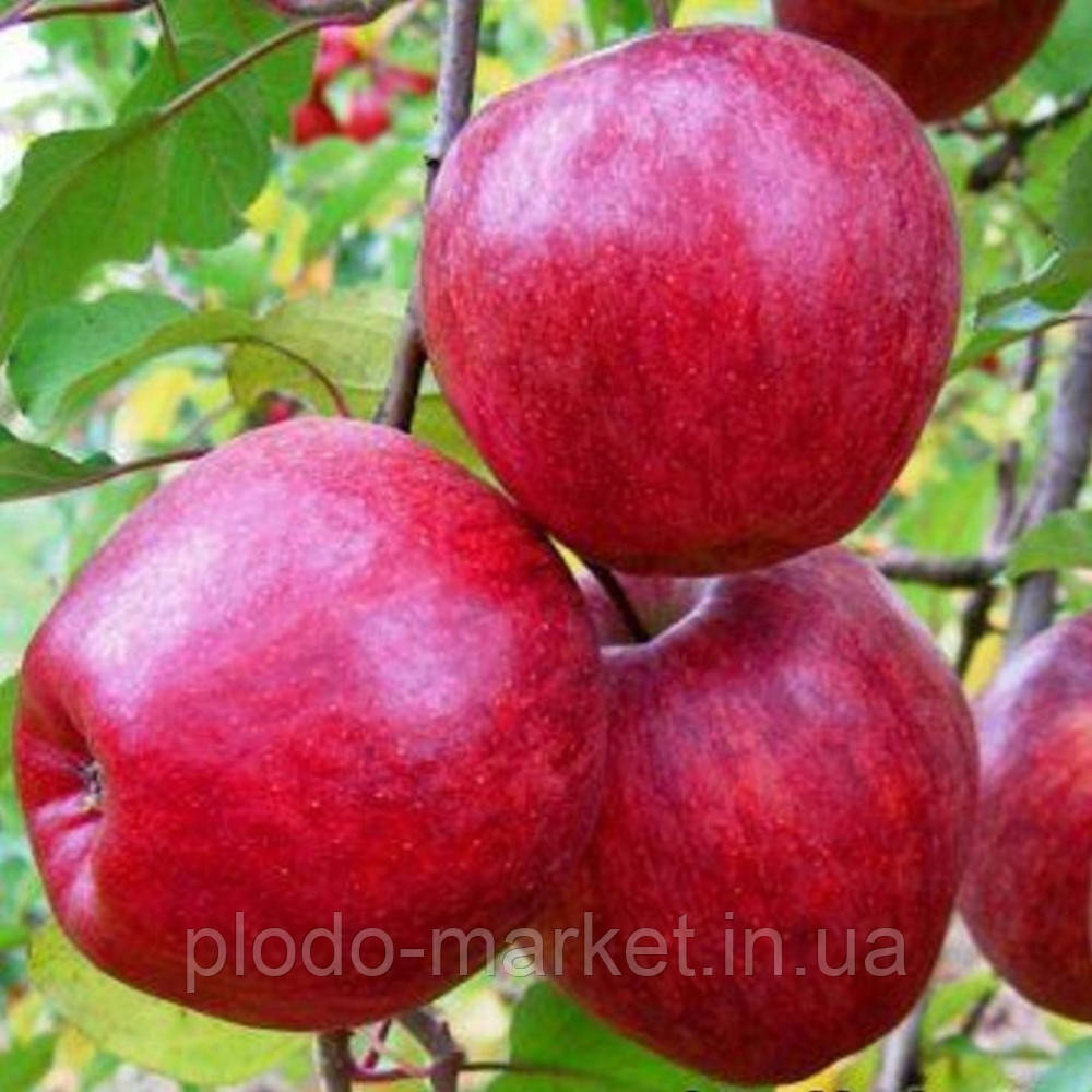 Новинка! Яблуня "Камео" (сорт селекції США, Ред Делішес+Голден Делішес), фото 1