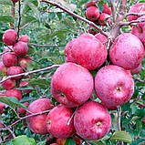 Яблуня "Спартан" (на смак плід дуже соковитий, м'якоть біла та тверда), фото 2