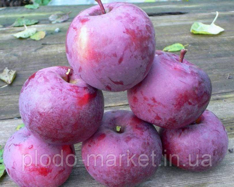 Яблуня "Спартан" (на смак плід дуже соковитий, м'якоть біла та тверда), фото 1