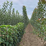 Яблуня "Старкримсон" (дегустатори оцінюють смак плоду на 4,8 бала), фото 5