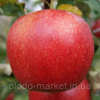 Яблуня Джонатан (сорт з пірамідальною кроною), фото 1