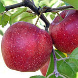 Яблуня Джонатан (сорт з пірамідальною кроною), фото 3