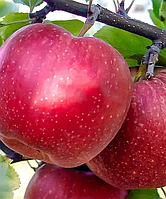 Яблуня "Катерина" (сорт практично не схильний до захворювань)