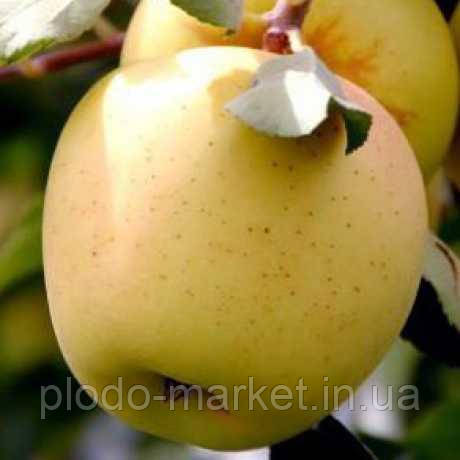 Новинка! Яблуня "Луна Голд" (промисловий з високою врожайністю сорт), фото 1