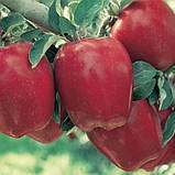 Яблуня "Старкримсон" (дегустатори оцінюють смак плоду на 4,8 бала), фото 3