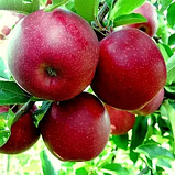 Яблуня "Горець" (перший урожай знімають на 2 рік після посадки), фото 2