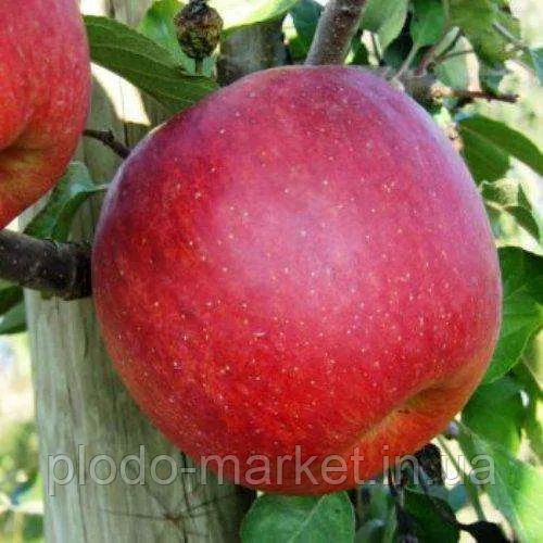 Яблуня "Горець" (перший урожай знімають на 2 рік після посадки), фото 1