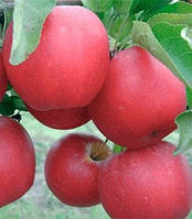 Яблуня "Гала Маст" (сорт був виведений у Новій Зеландії)