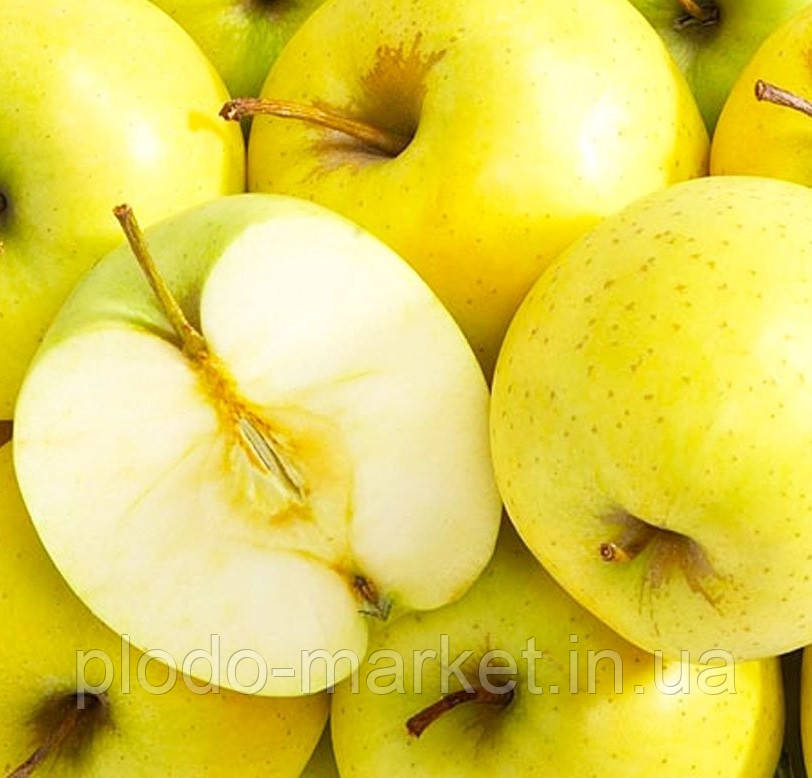 Яблуня "Голд Крим" (пізноквітучий, урожайний сорт), фото 1