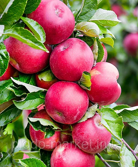 Яблуня колоноподібна "Патріот" (врожай починається у серпні), фото 1