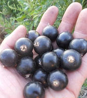 Новинка! Смородина чорна "Вечорниця" (щорічна врожайність, приємний, десертний смак)