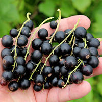 Новинка! Смородина "Солодка ніч" (один із найпривабливіших сортів)