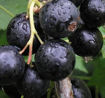 Новинка! Смородина чорна "Казкова" (відрізняються великим розміром плода)