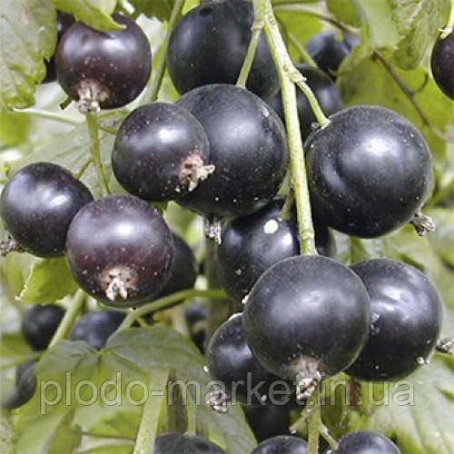 Смородина "Бен Алдер" 2х річна (висока стійкість до морозів), фото 1