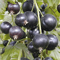 Смородина "Бен Алдер" 2х річна (висока стійкість до морозів)