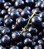 Смородина "Санюта" 2х річна (сорт отриманий радянськими селекціонерами в 1974 р), фото 2