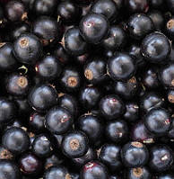 Смородина "Санюта" 2х річна (сорт отриманий радянськими селекціонерами в 1974 р)